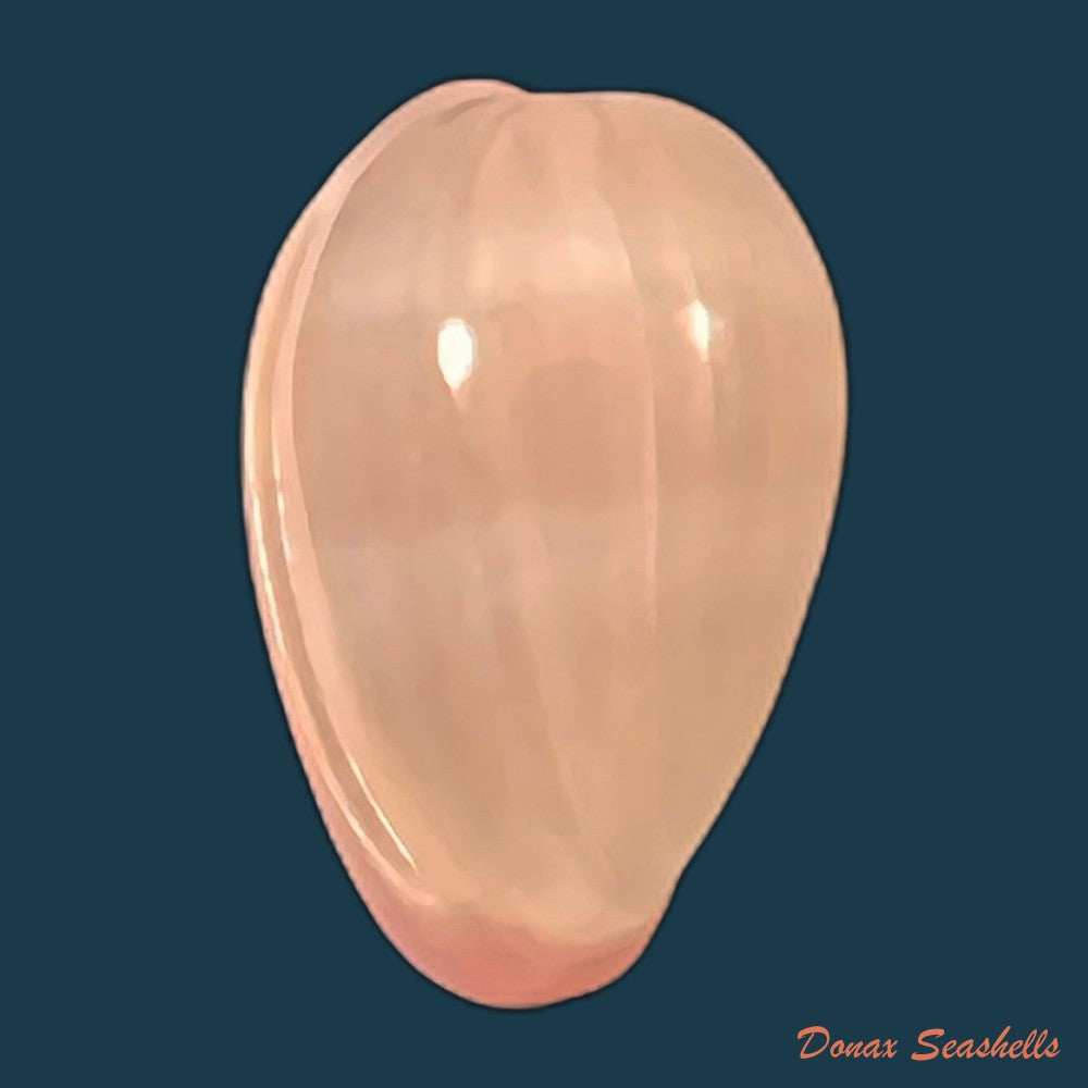 bullata-lilacina-g-b-sowerby-ii-1846-20-6mm-copia