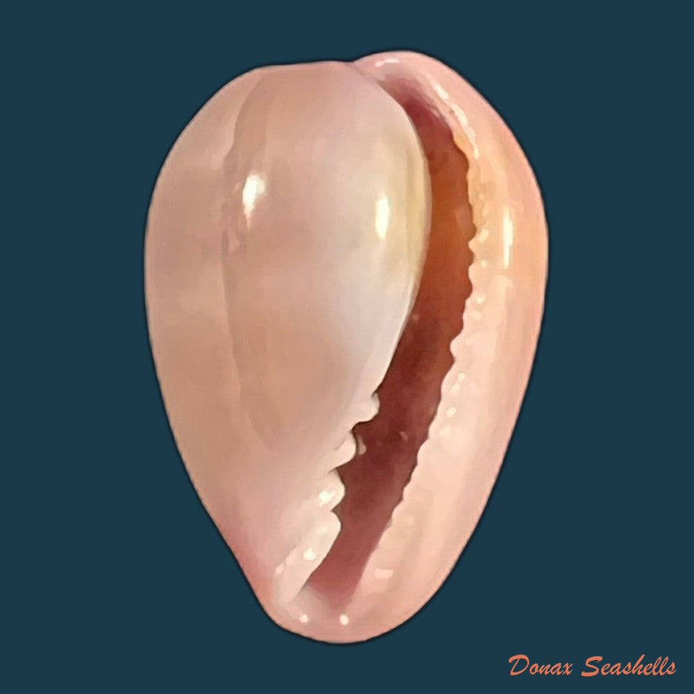 bullata-lilacina-g-b-sowerby-ii-1846-21-7mm-copia
