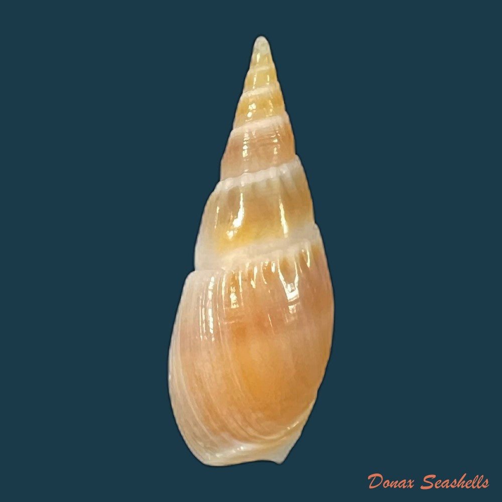 bullia-natalensis-krauss-1848-37mm-copia