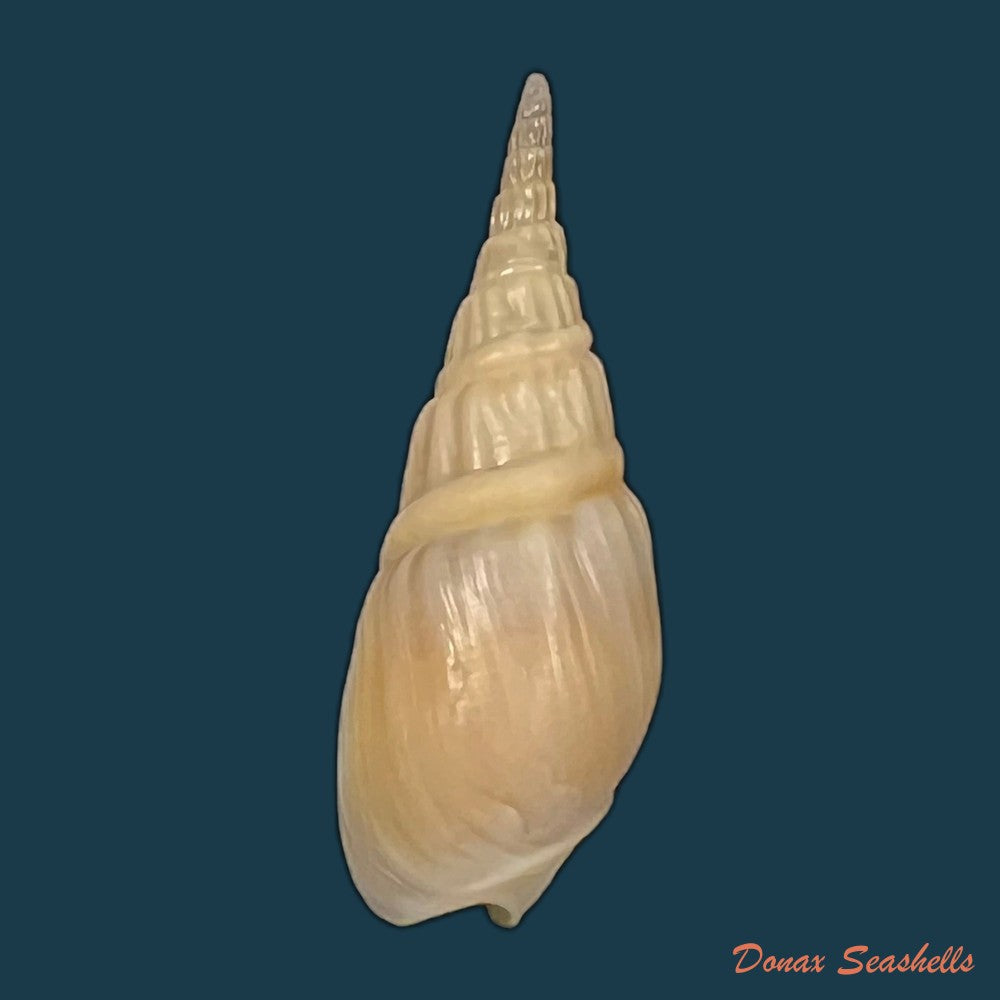 bullia-rhodostoma-reeve-1847-35mm-copia