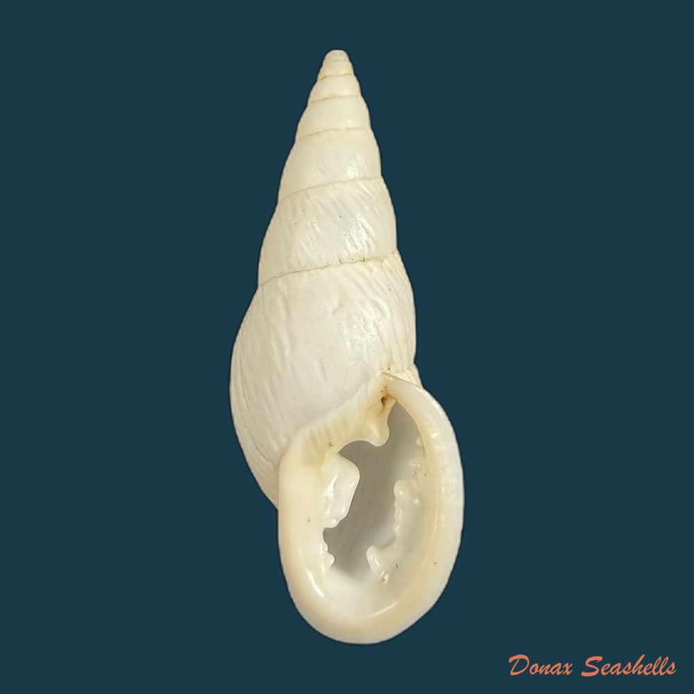 burringtonia-pantagruelina-s-moricand-1833-44-8mm-copia