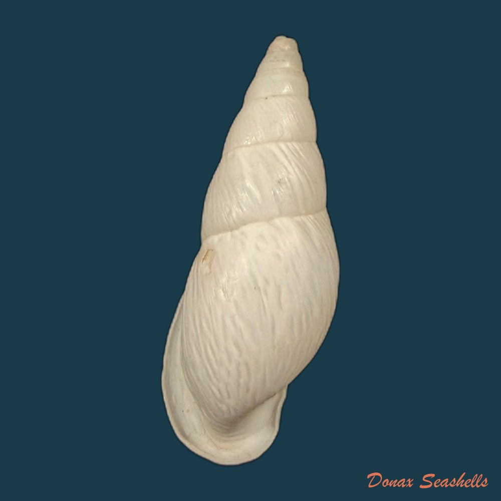 burringtonia-pantagruelina-s-moricand-1833-45-4mm-copia