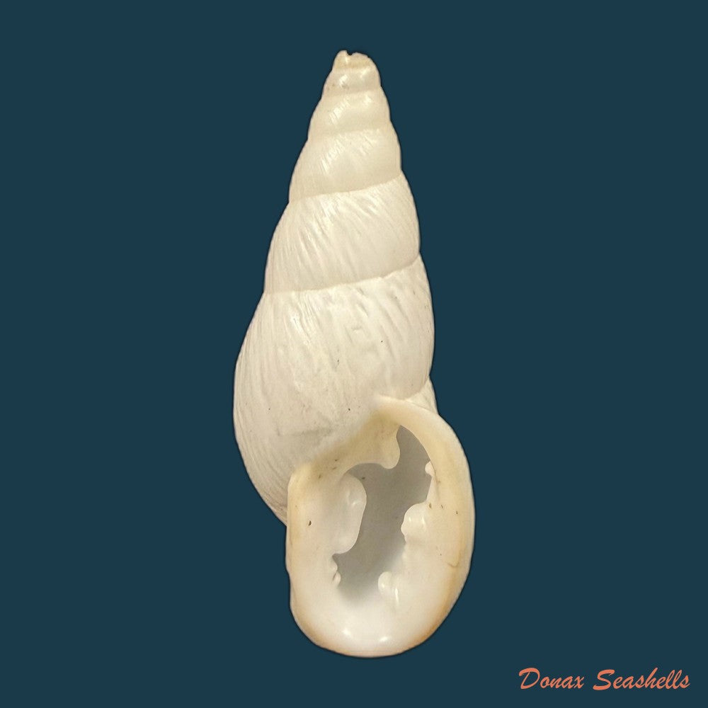 burringtonia-pantagruelina-s-moricand-1833-45-4mm-copia