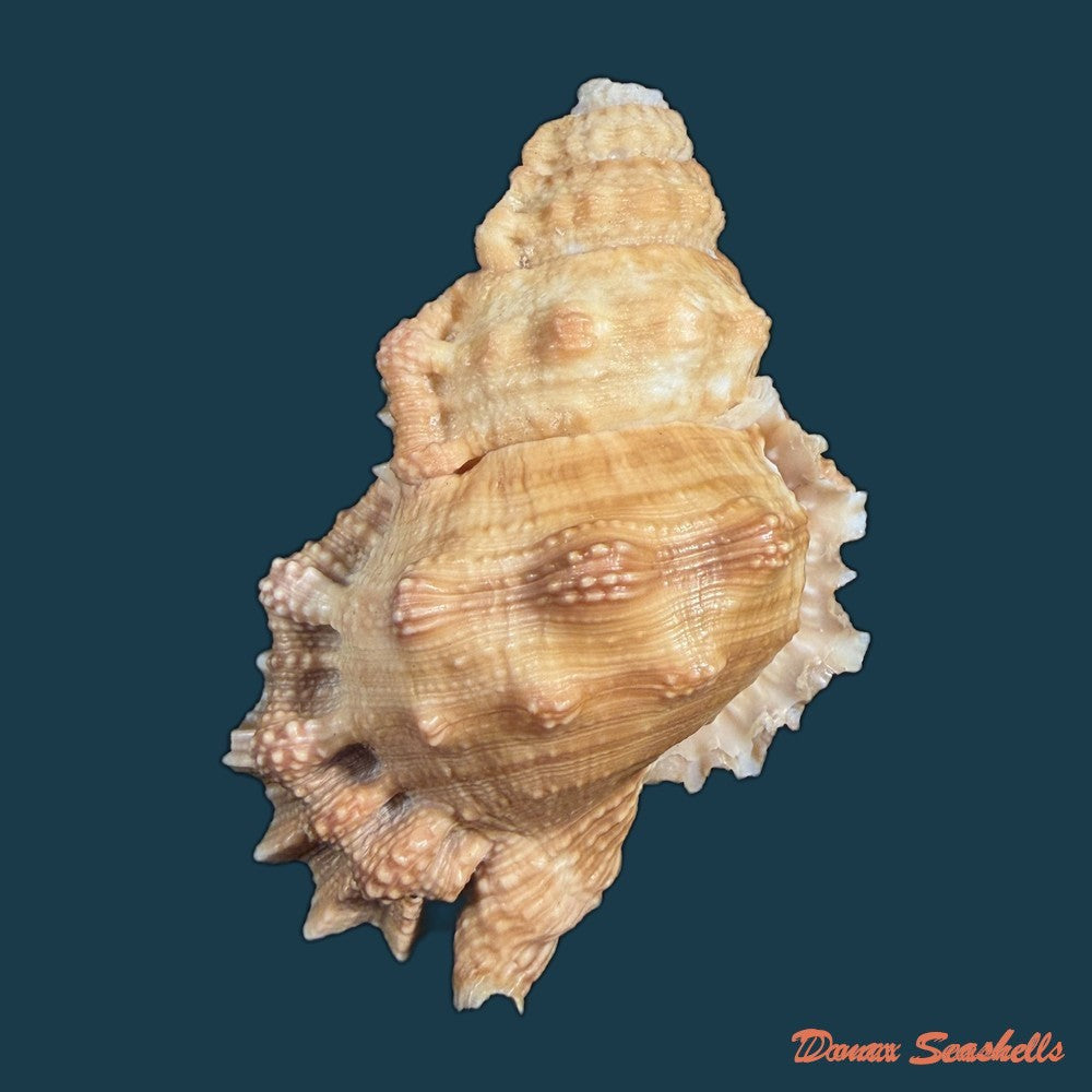 bursa-corrugata-ponderosa-reeve-1844-50-7mm-copia-1