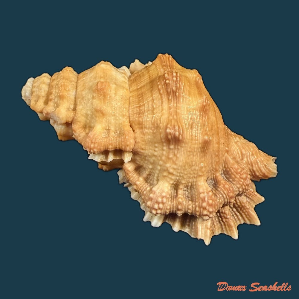 bursa-corrugata-ponderosa-reeve-1844-50-7mm-copia-1