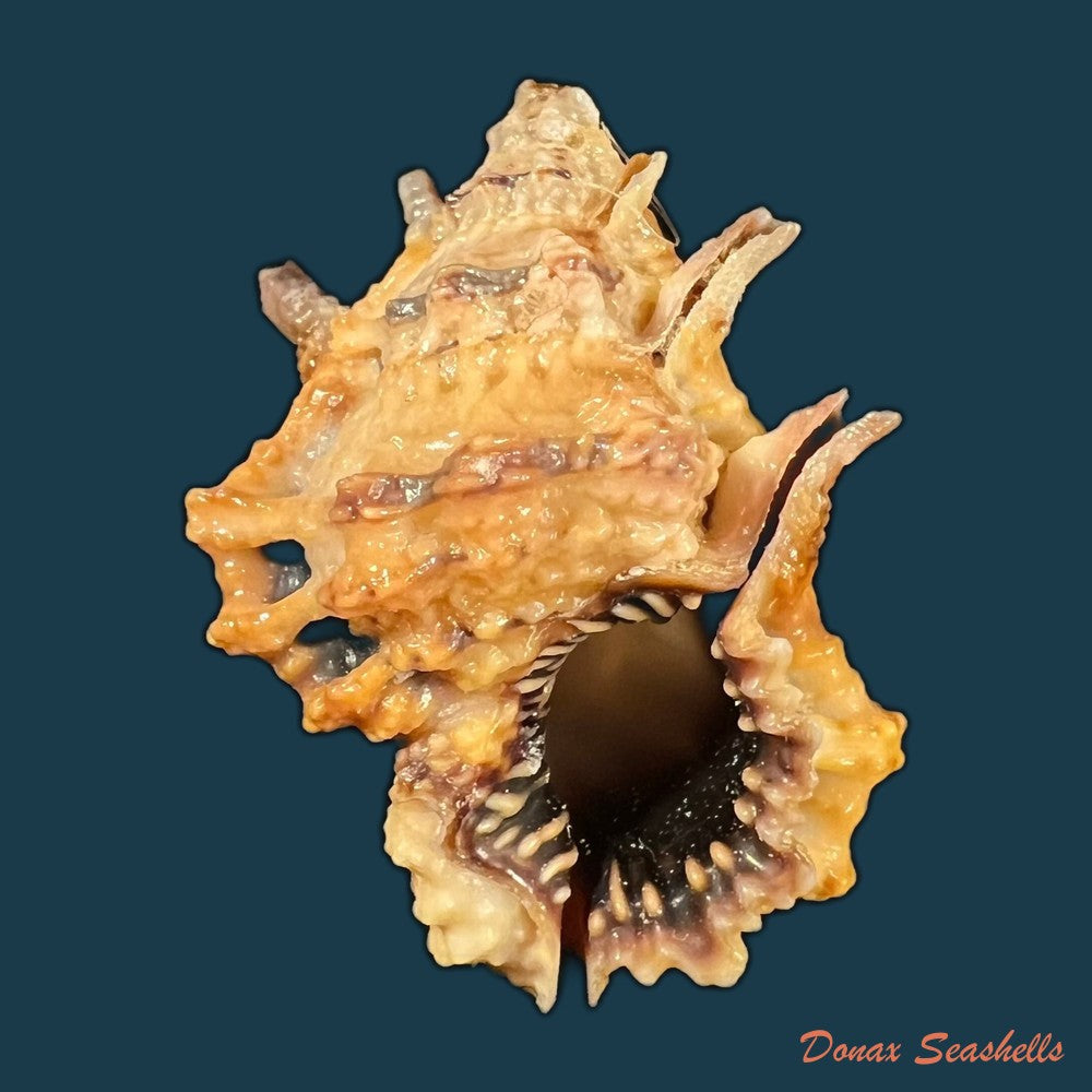 bursa-lamarckii-deshayes-1853-34-2mm-copia