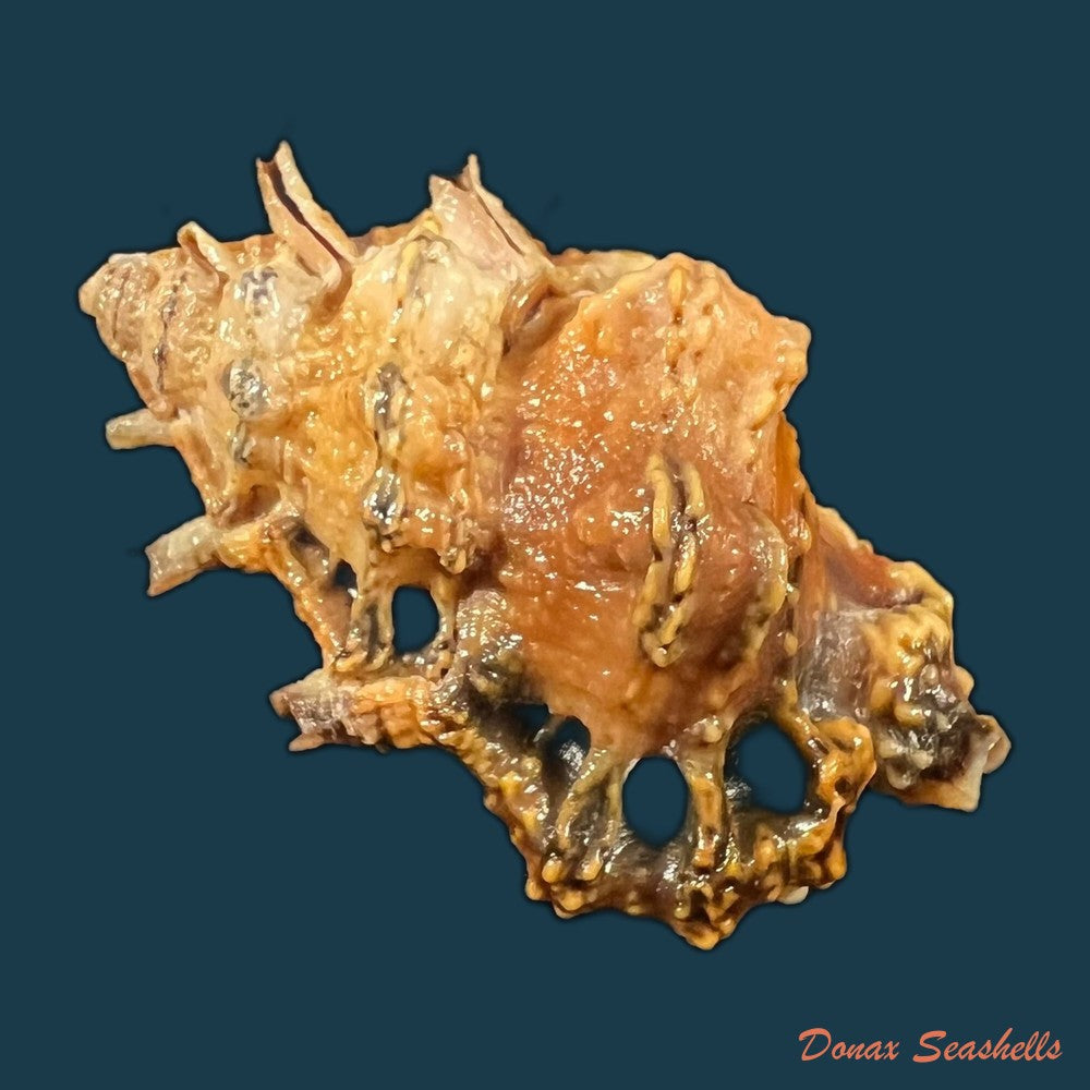 bursa-rhodostoma-g-b-sowerby-ii-1835-25-7mm-copia