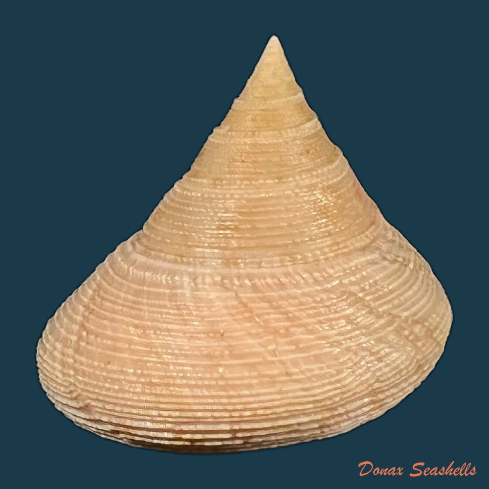 calliostoma-tupinamba-dornellas-2012-20-9mm-copia
