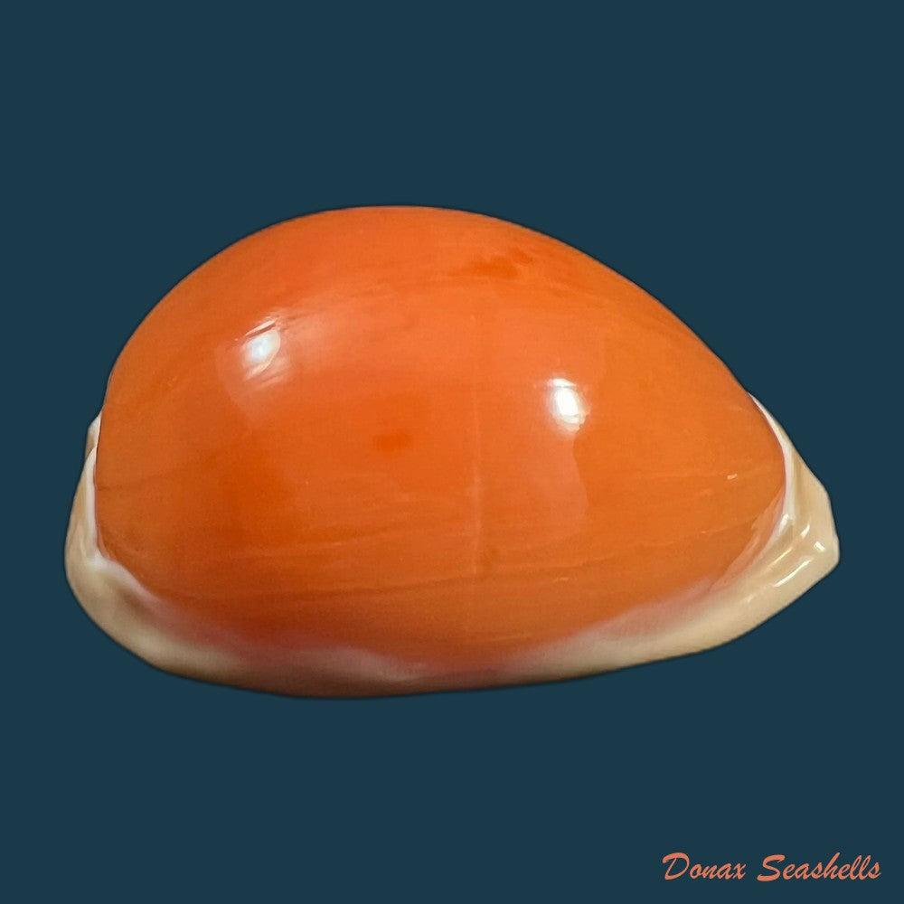 callistocypraea-aurantium-gmelin-1791-85-3mm-copia