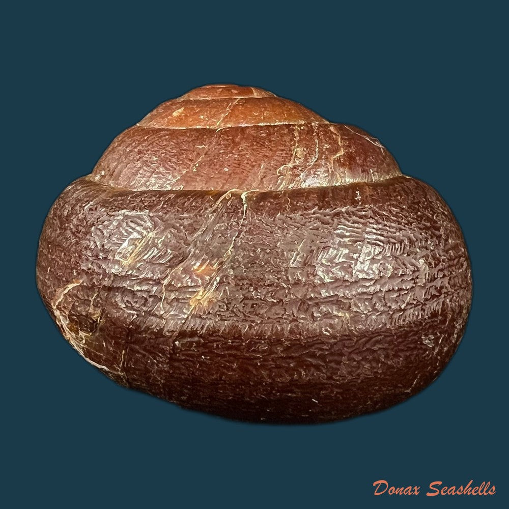 camaena-obtecta-h-fischer-1898-56-6mm-copia