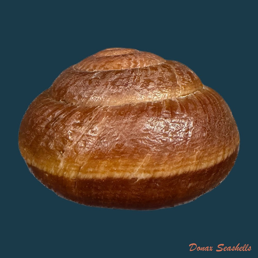 camaena-obtecta-h-fischer-1898-57mm-copia