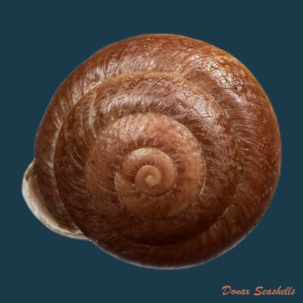 camaena-obtecta-h-fischer-1898-57mm-copia