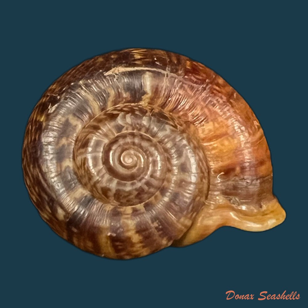 camaena-obtecta-h-fischer-1898-59-7mm-copia