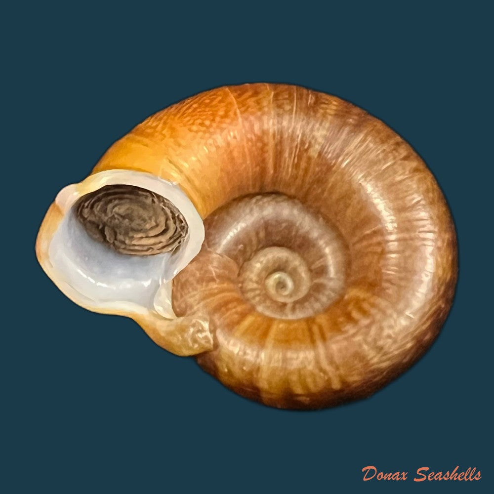 camaena-obtecta-h-fischer-1898-59-7mm-copia