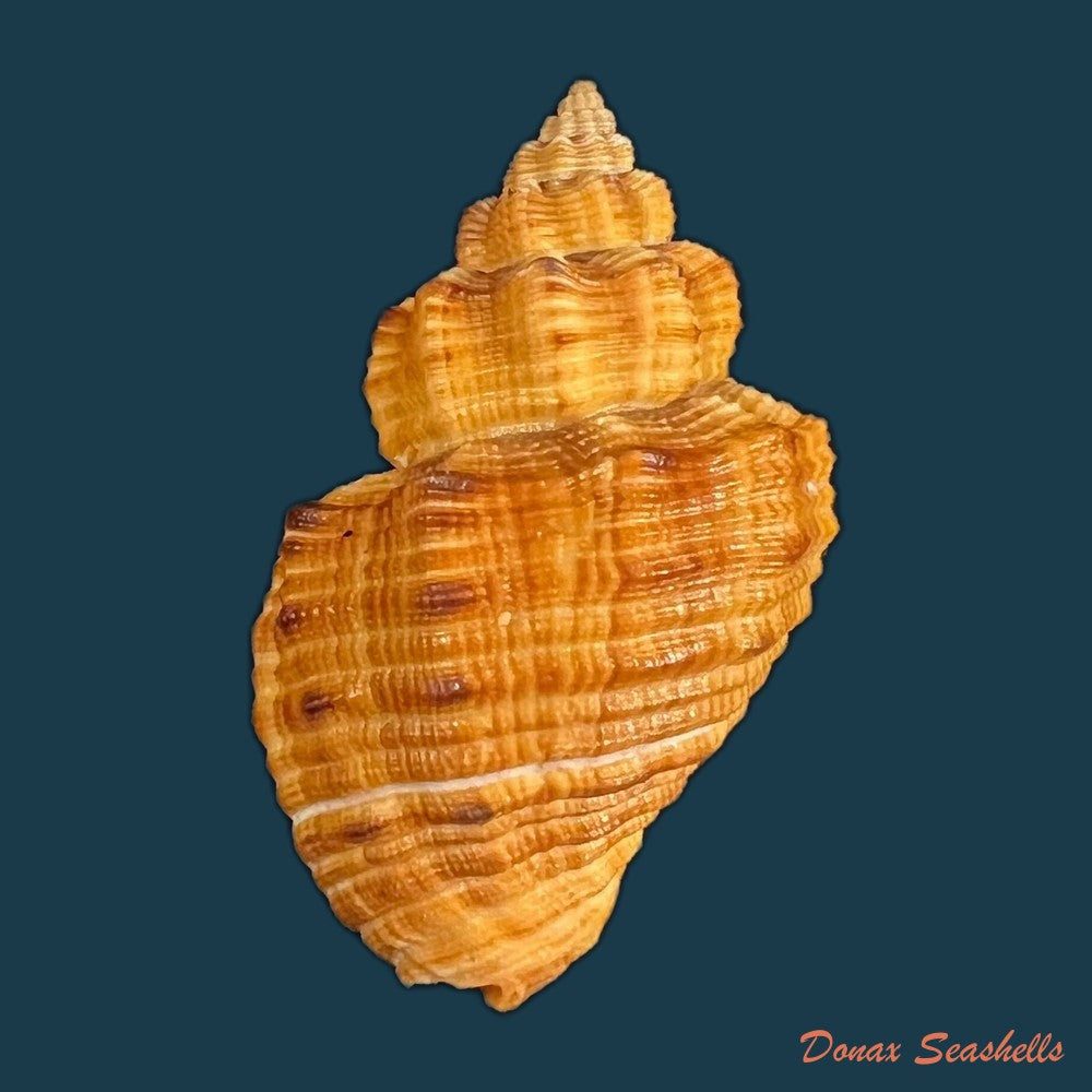 cantharus-melanostoma-g-b-sowerby-i-1825-46-4mm-copia