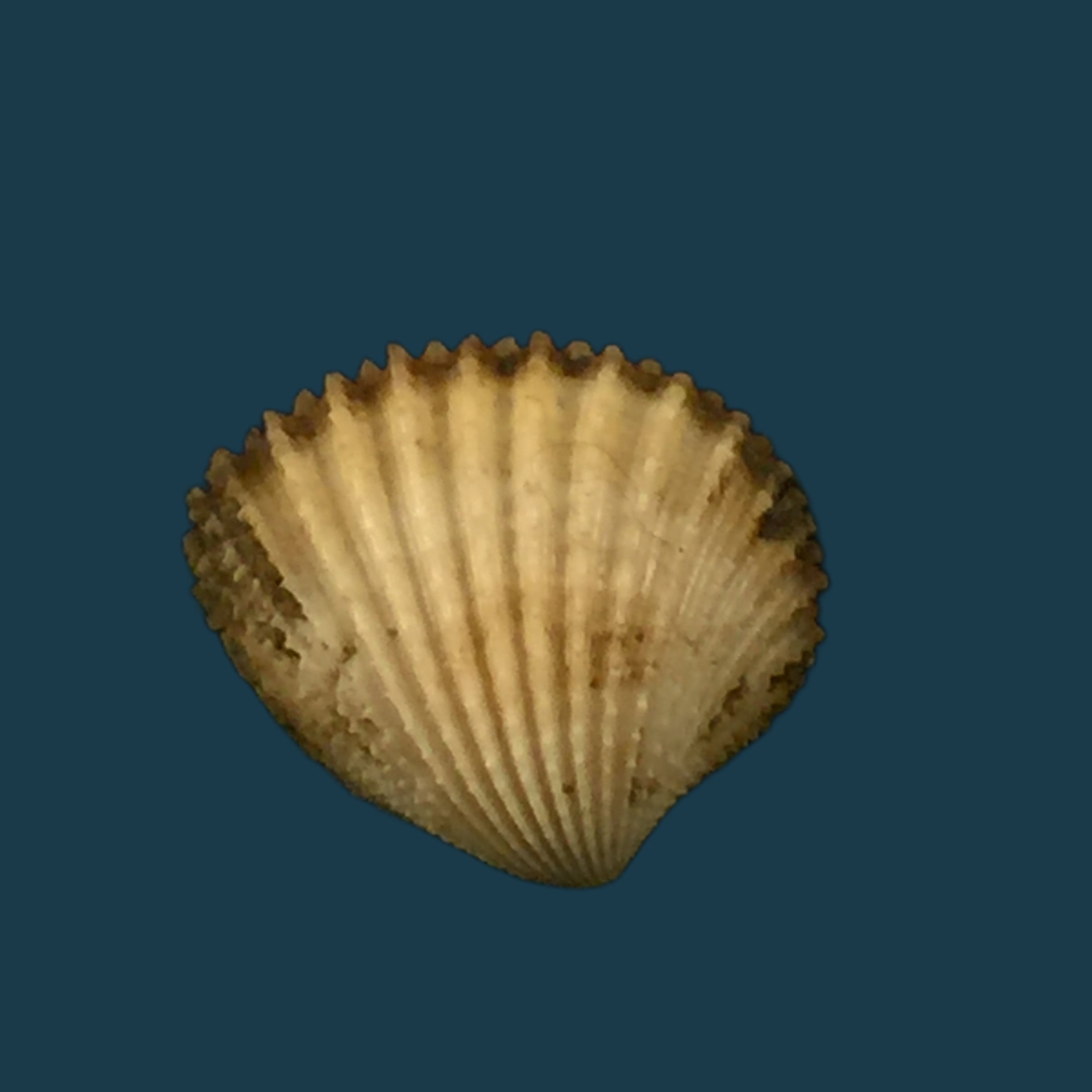 Cardiocardita lacunosa (Reeve, 1843) - 14,6mm