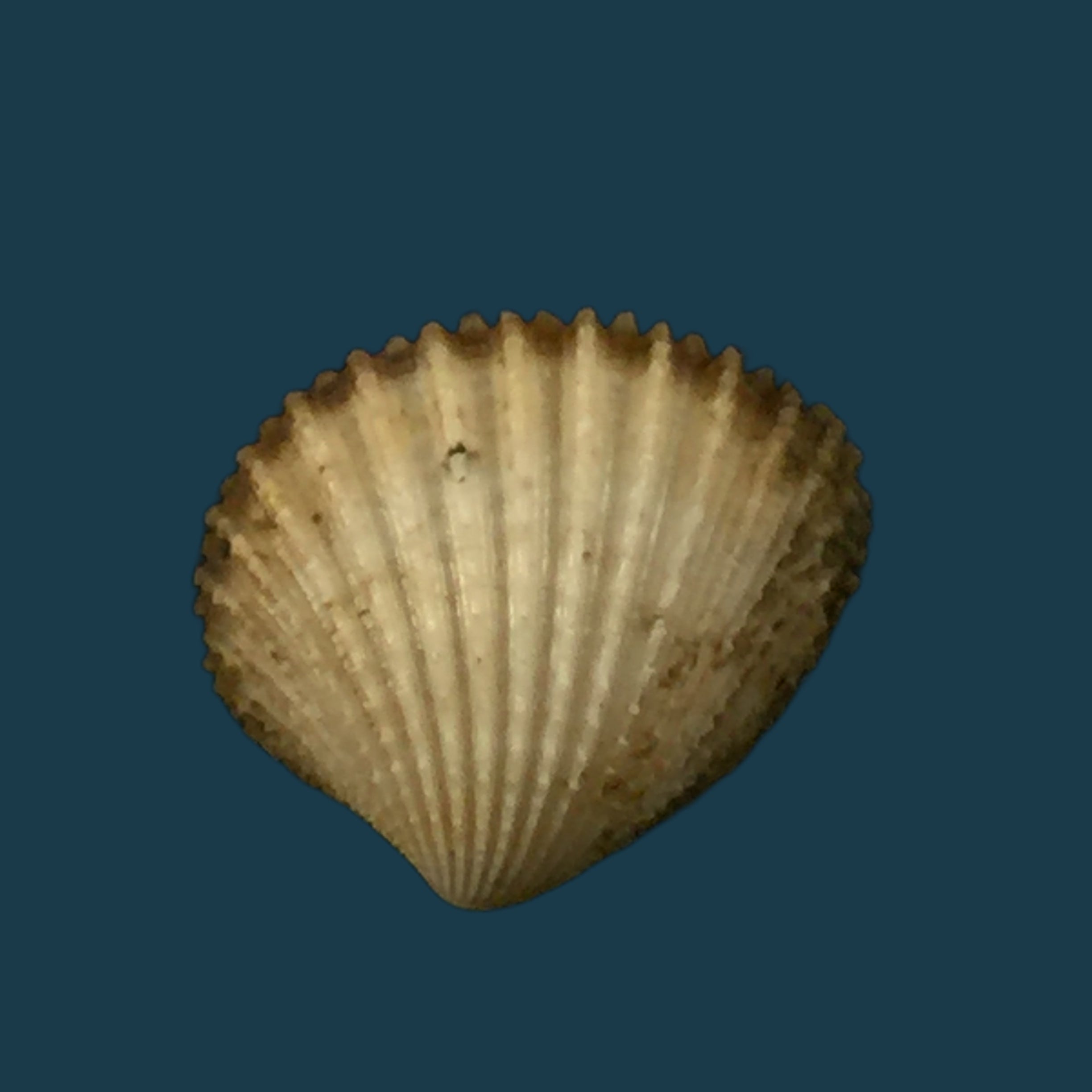 Cardiocardita lacunosa (Reeve, 1843) - 14,6mm