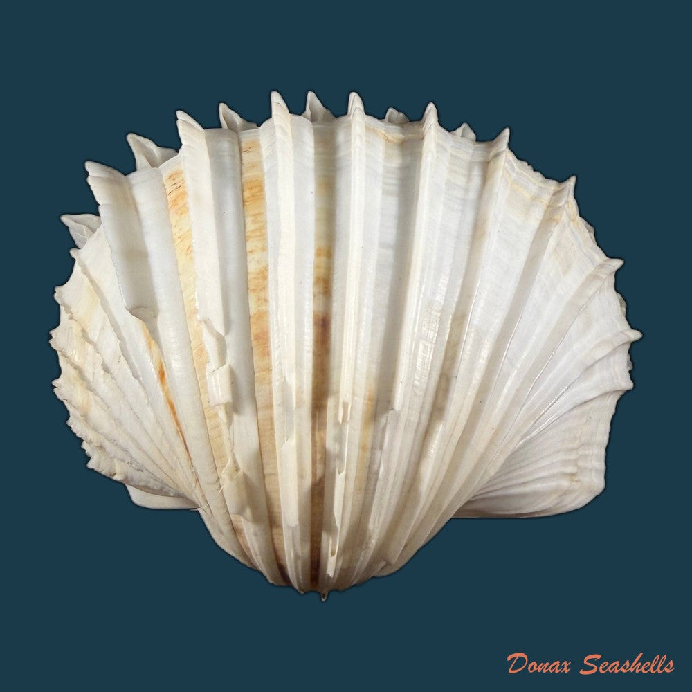 cardium-costatum-linnaeus-1758-77-13mm-copia