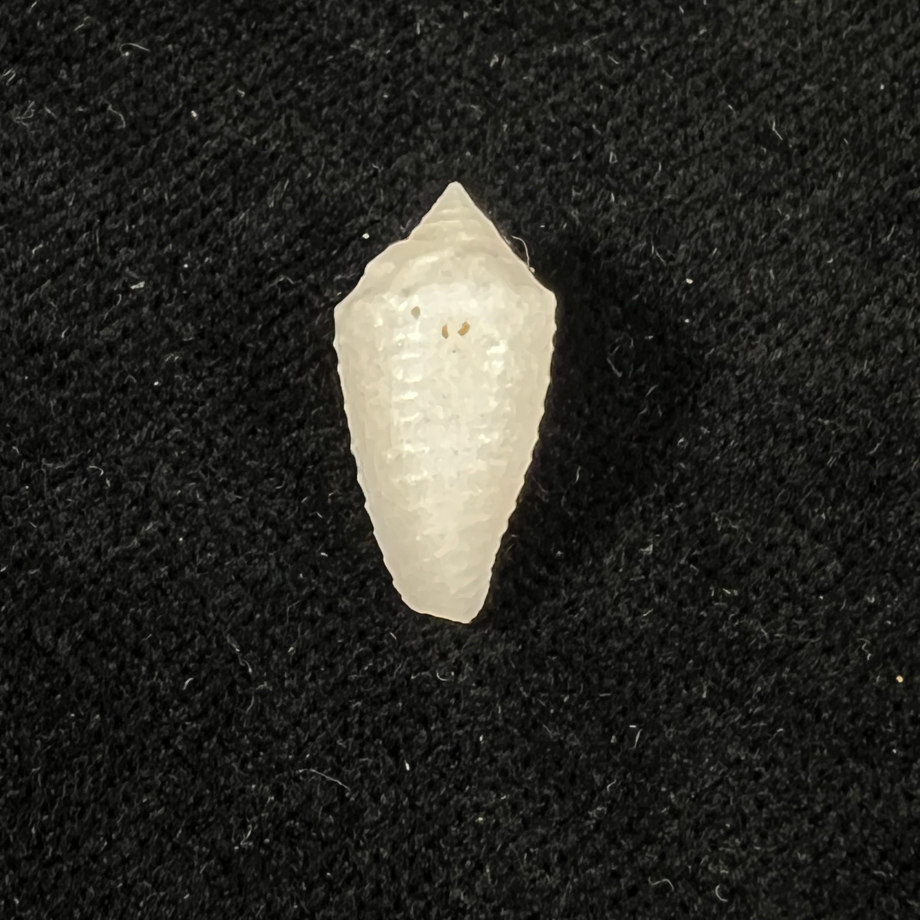 Conasprella carvalhoi (Petuch & Berschauer, 2017) - 17,4mm