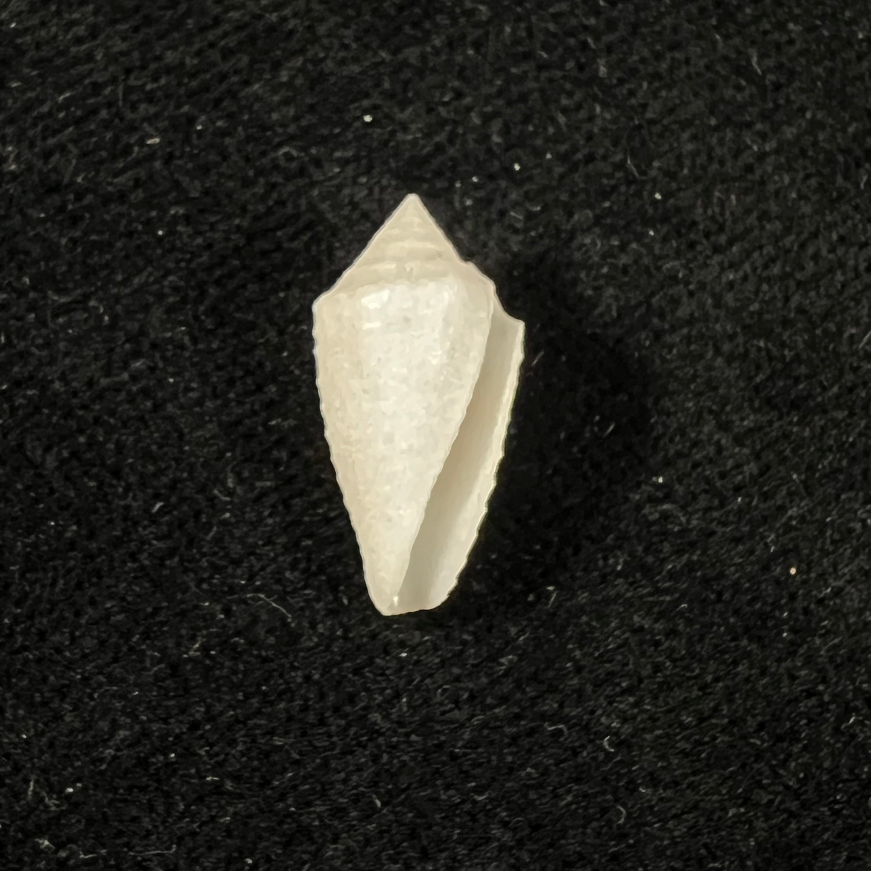 Conasprella carvalhoi (Petuch & Berschauer, 2017) - 17,4mm