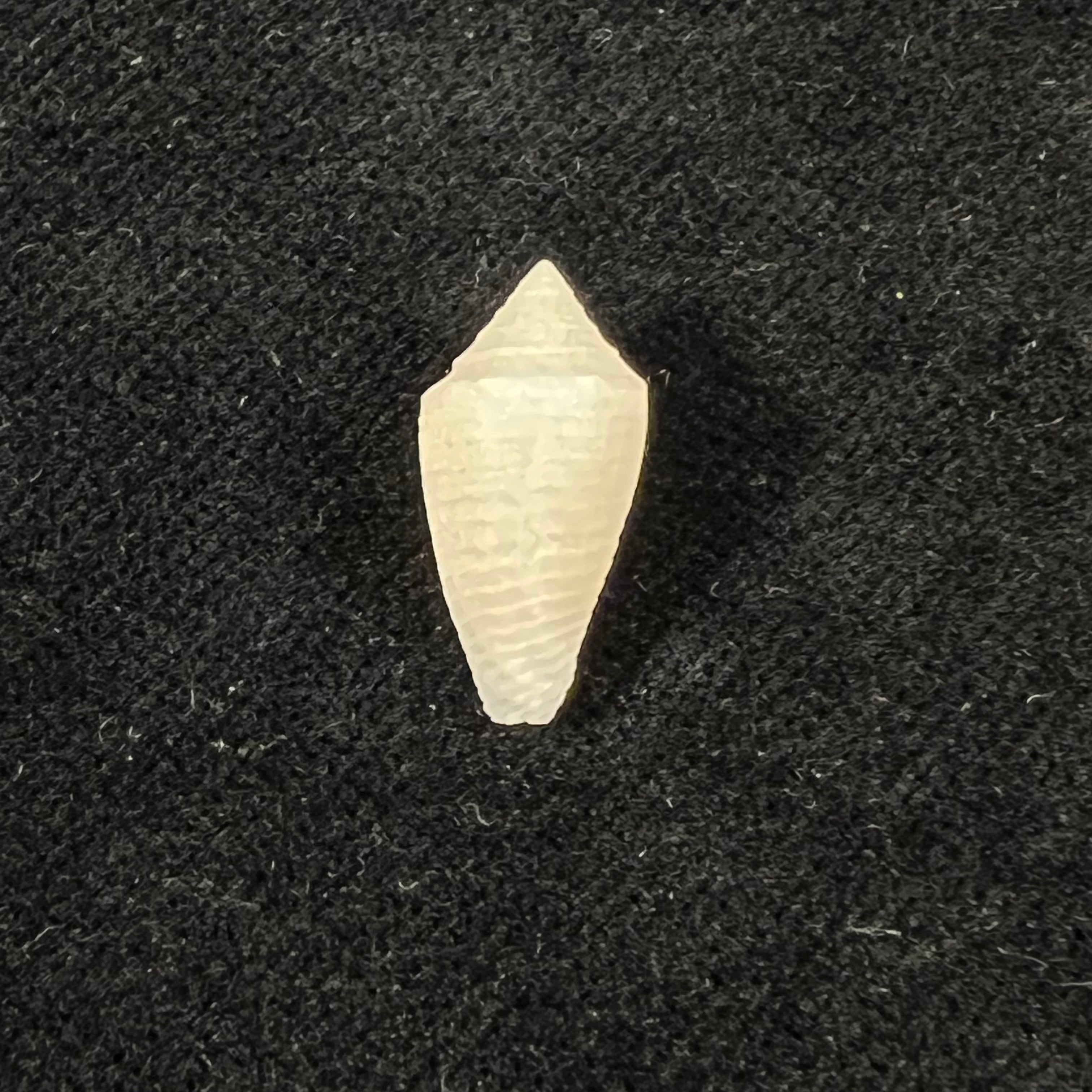 Conasprella carvalhoi (Petuch & Berschauer, 2017) - 17,8mm