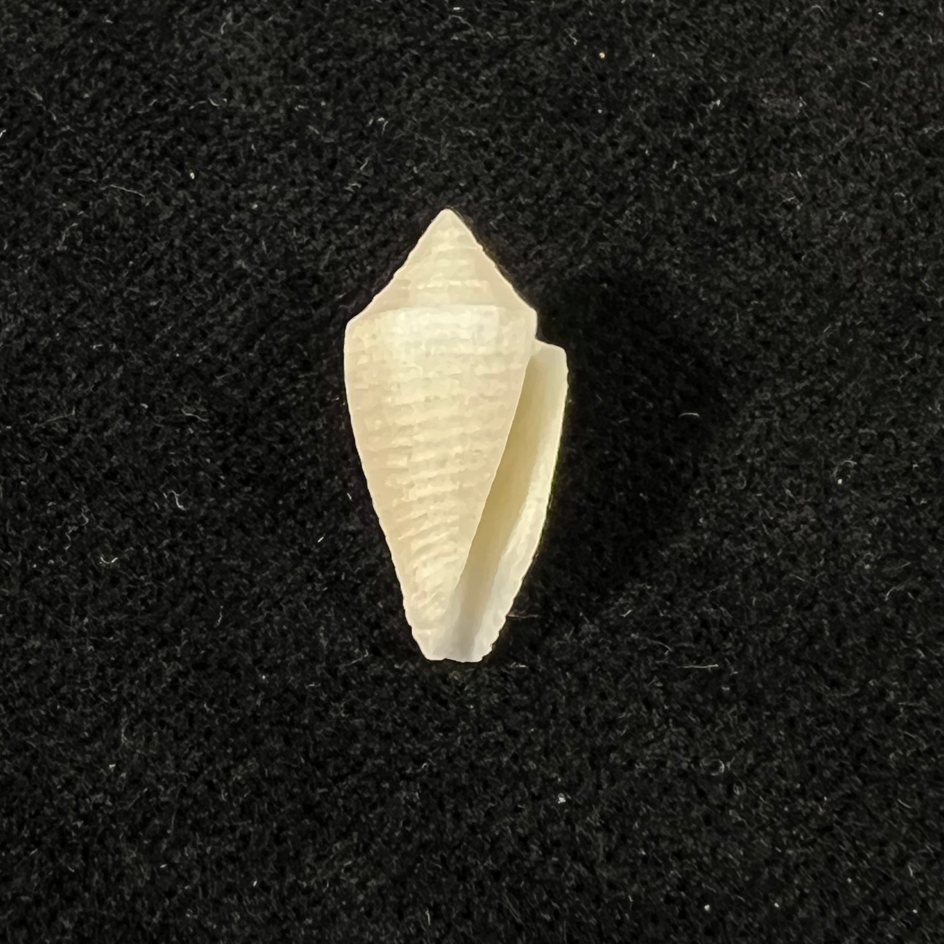Conasprella carvalhoi (Petuch & Berschauer, 2017) - 17,8mm