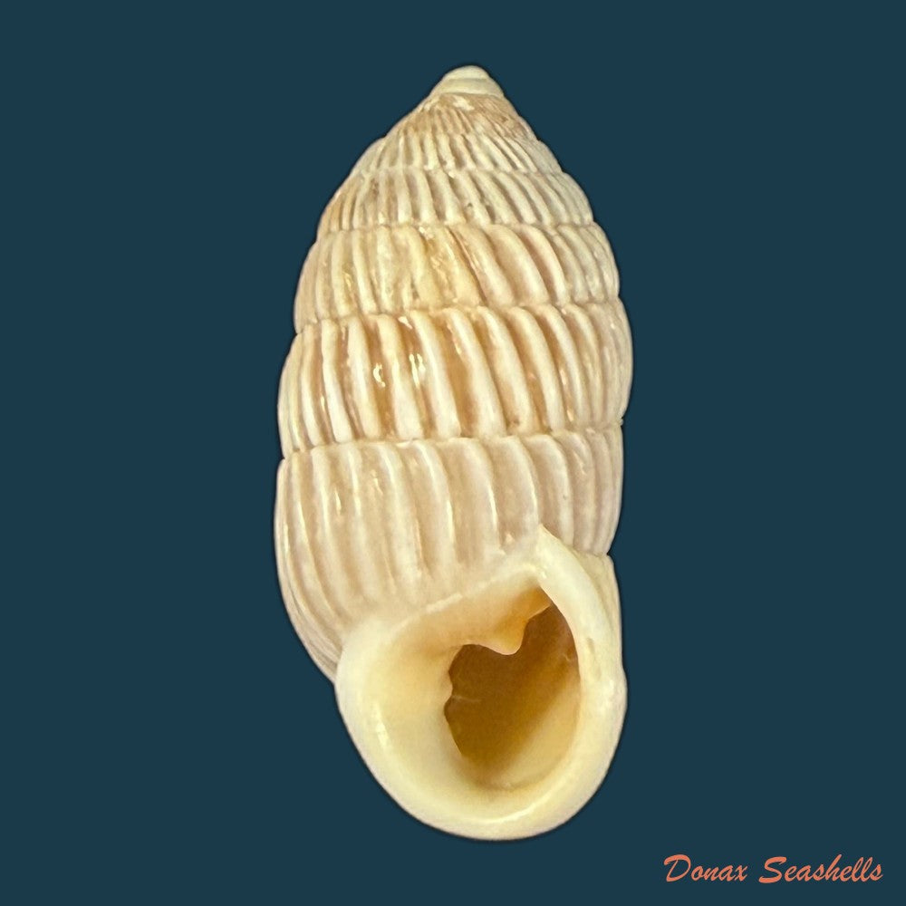cerion-liliorum-clench-1938-24-2mm-copia
