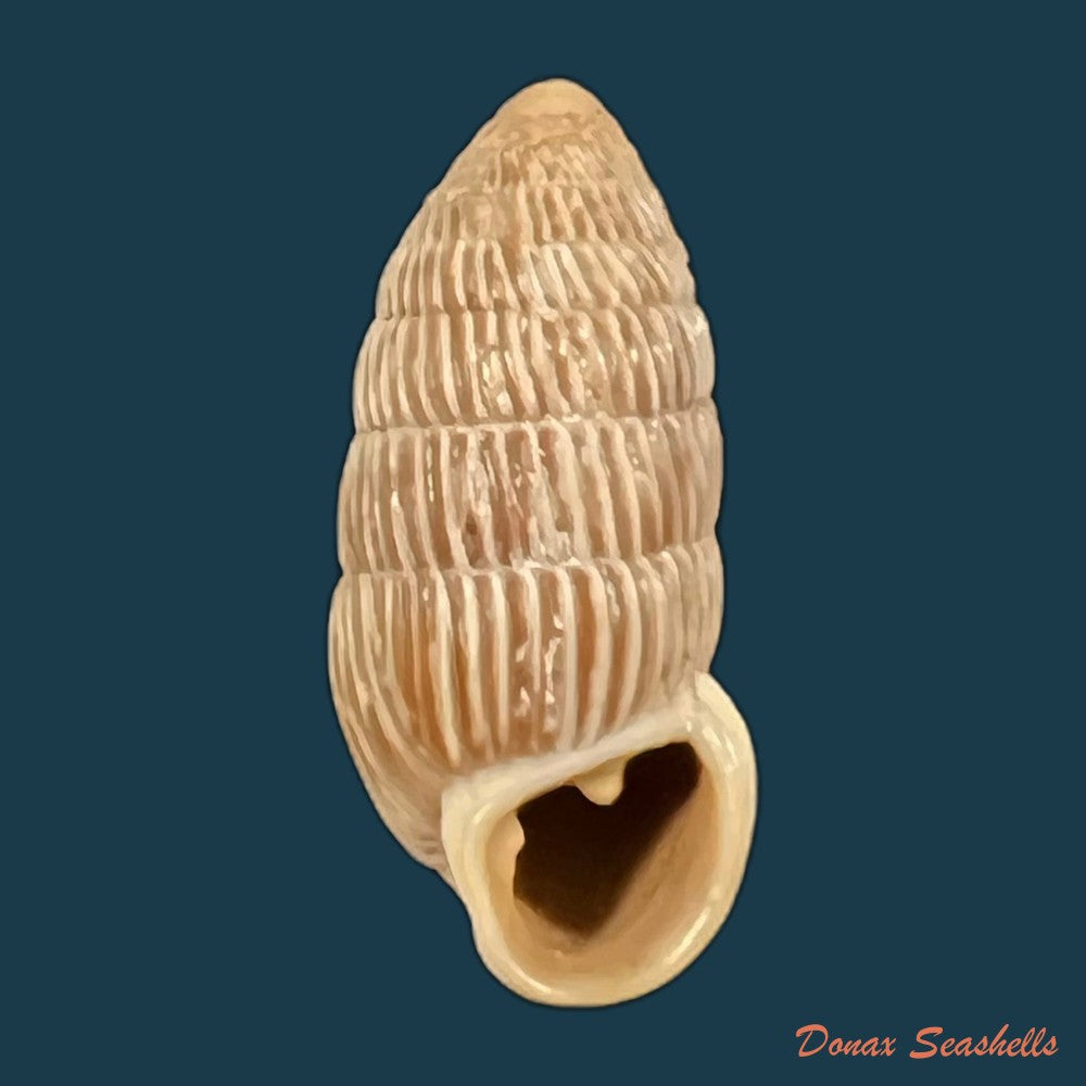 cerion-yumaensis-pilsbry-vanatta-1895-21mm-copia