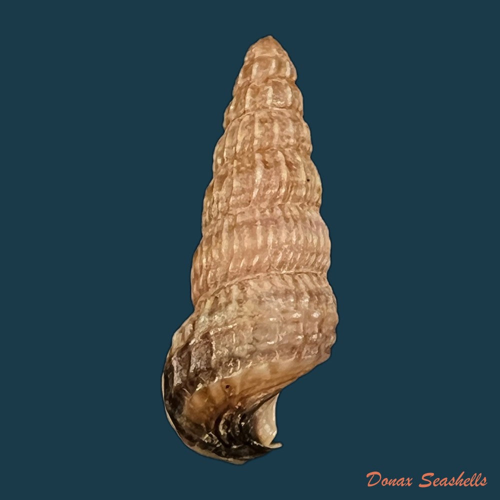 cerithidea-anticipata-iredale-1929-25-7mm-copia