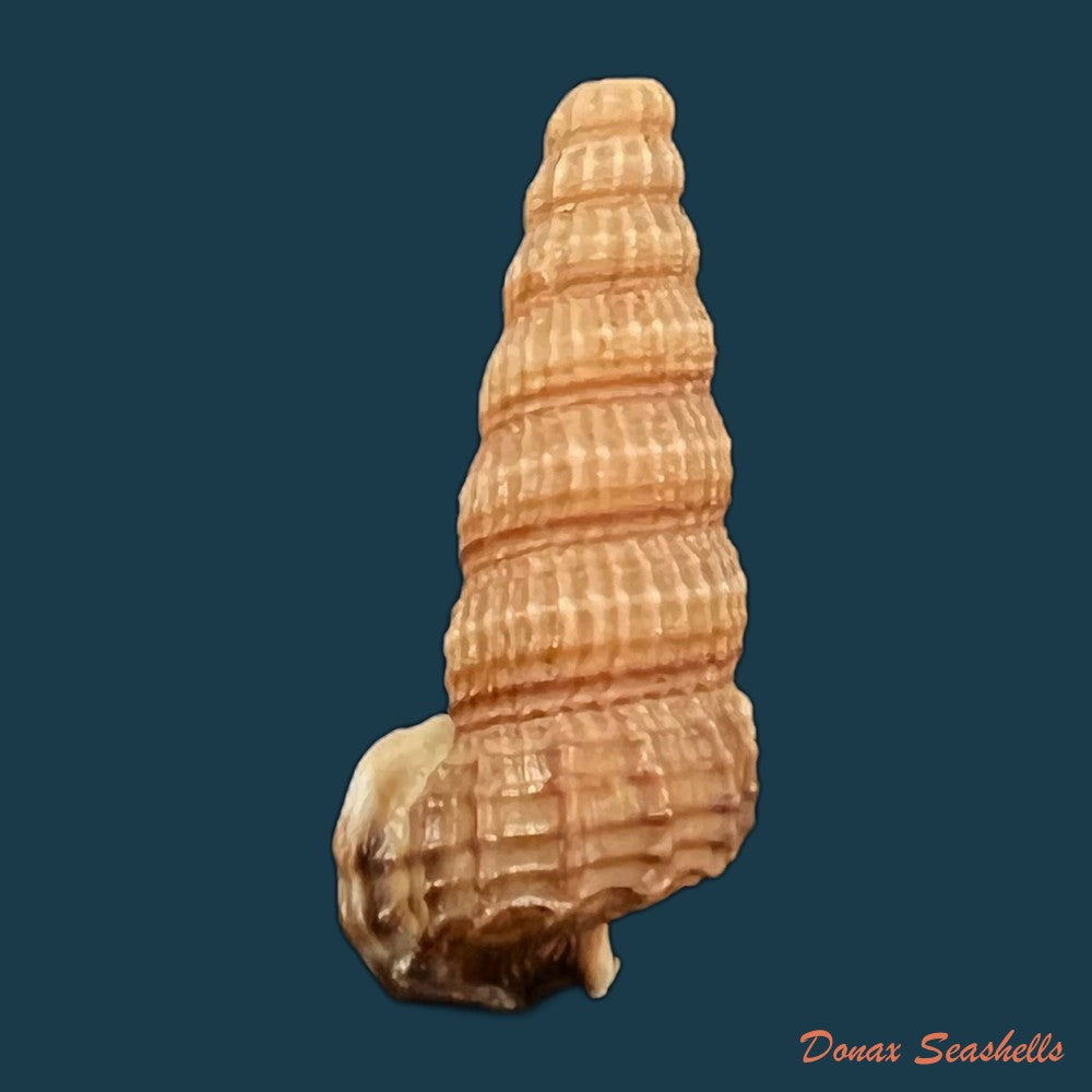 cerithidea-anticipata-iredale-1929-26-3mm-copia