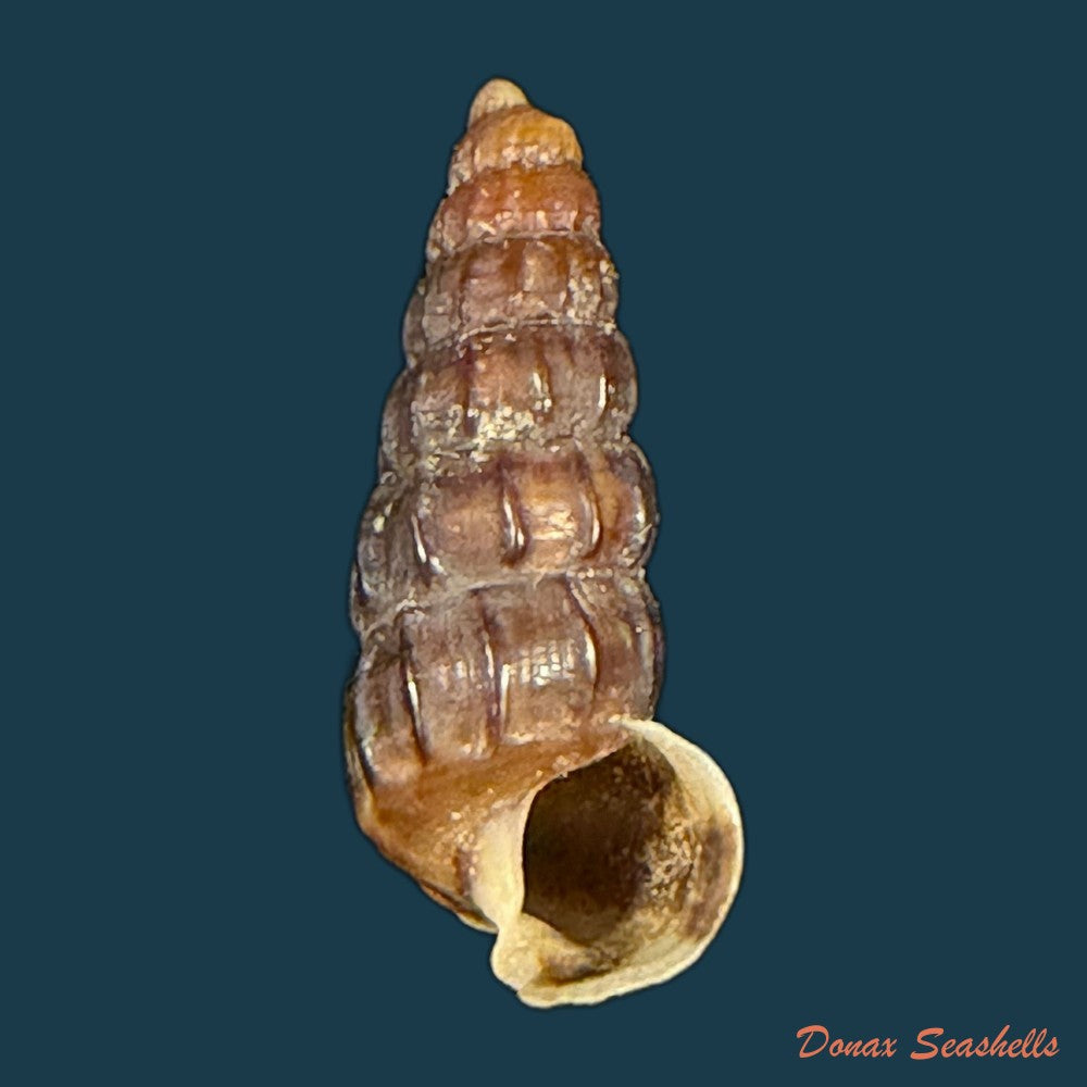 cerithidea-balteata-a-adams-1855-21-6mm-copia