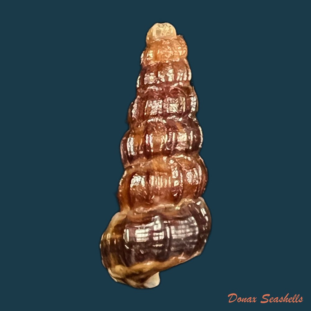 cerithidea-balteata-a-adams-1855-21-8mm-copia