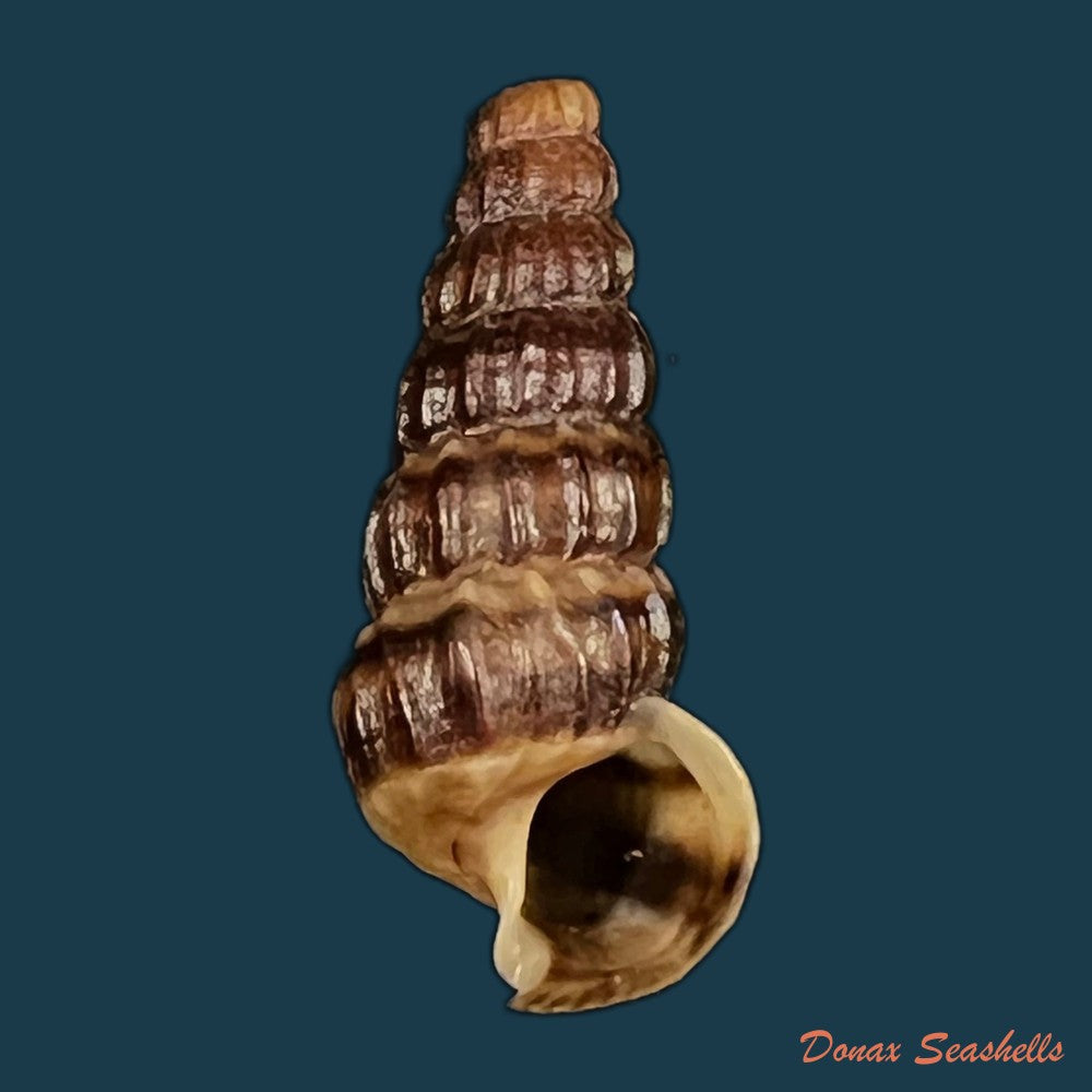 cerithidea-balteata-a-adams-1855-22-6mm-copia