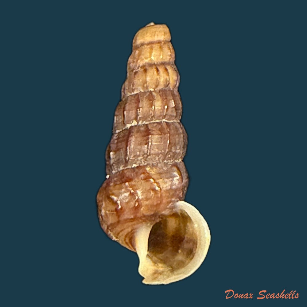 cerithidea-balteata-a-adams-1855-25-3mm-copia-1