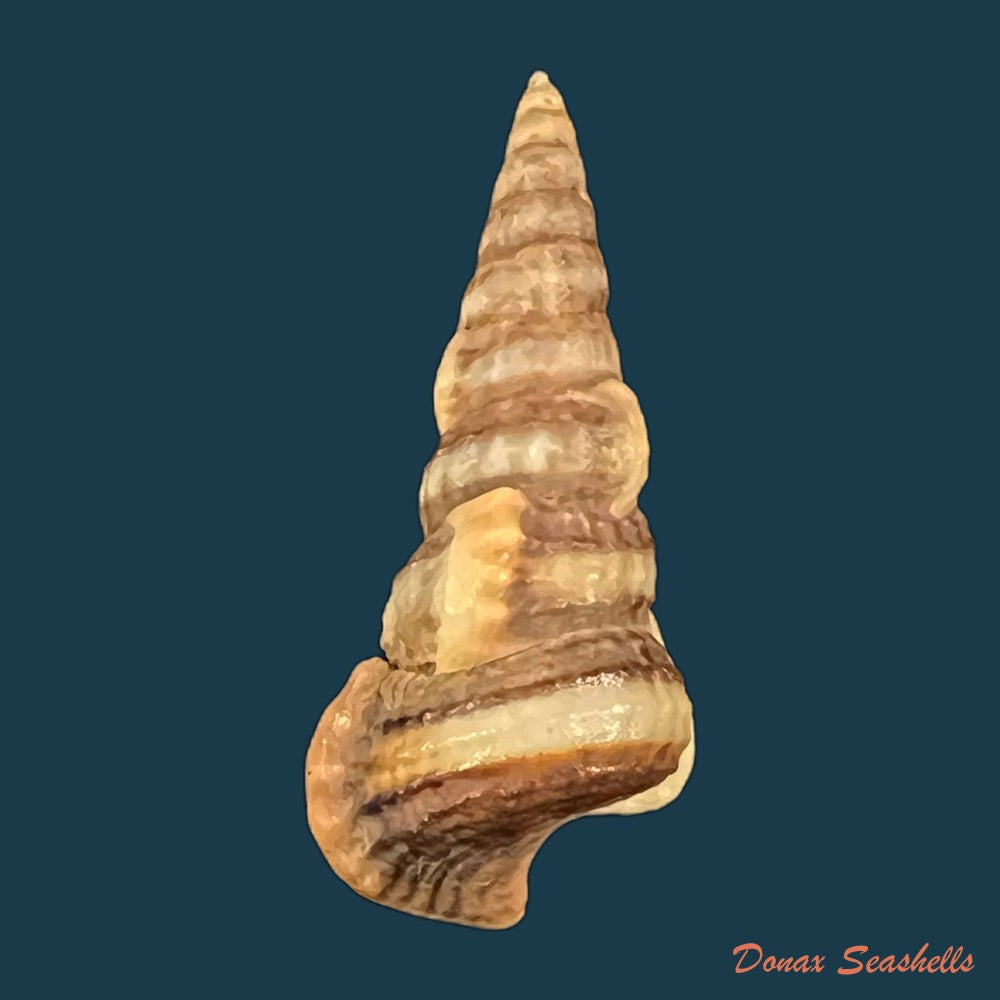 cerithidea-balteata-a-adams-1855-25-3mm-copia