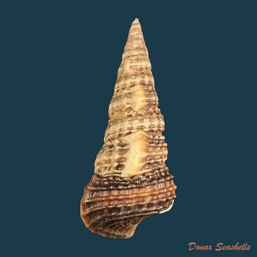 cerithidea-montagnei-dorbigny-1839-34-5mm-copia