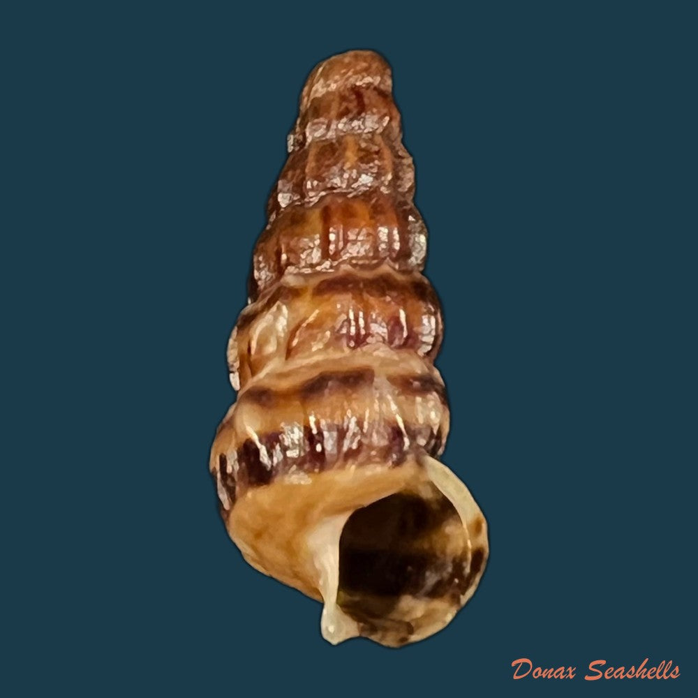 cerithidea-obtusa-lamarck-1822-44-8mm-copia