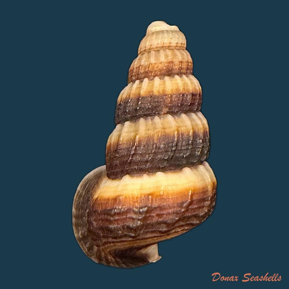 cerithidea-obtusa-lamarck-1822-45-7mm-copia