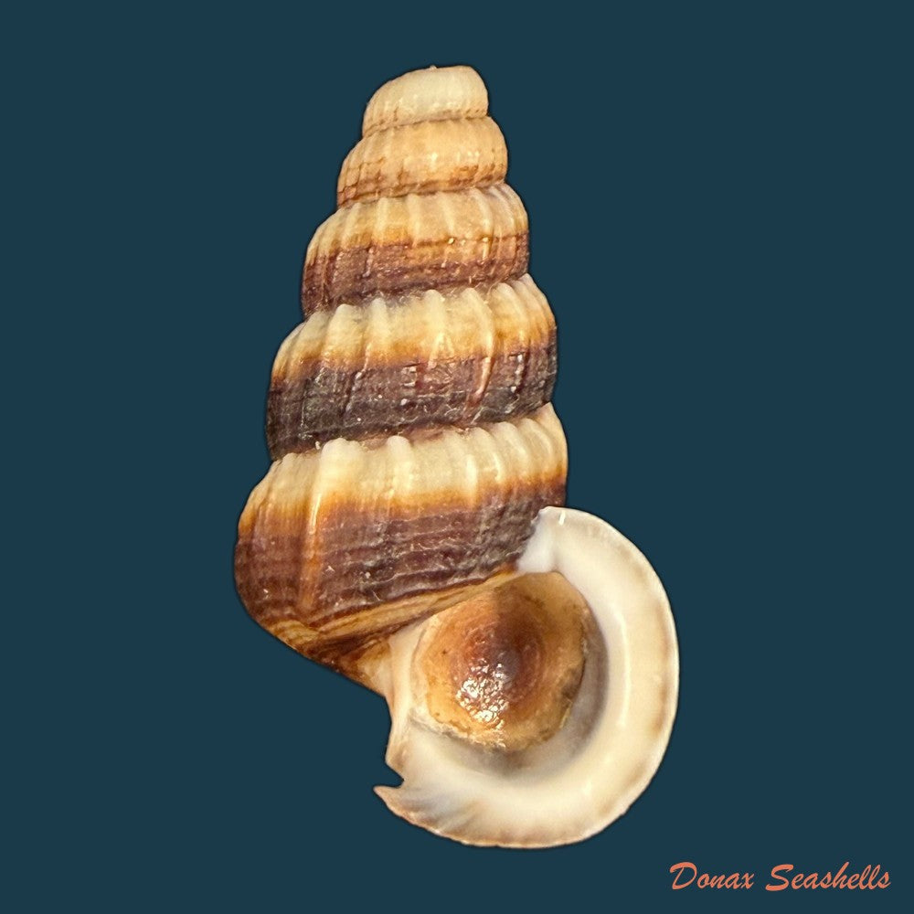 cerithidea-obtusa-lamarck-1822-45-7mm-copia