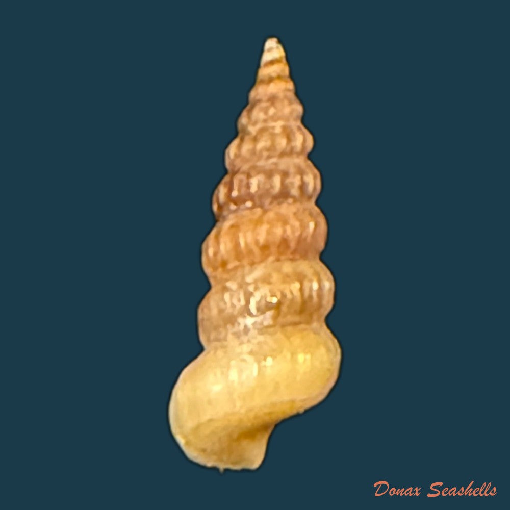 cerithidea-turrita-stearns-1872-10-5mm-copia-1