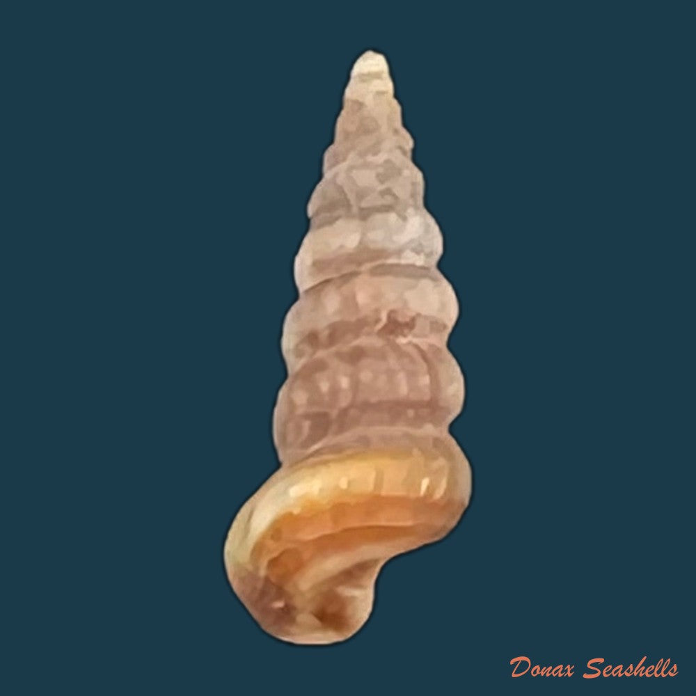 cerithidea-turrita-stearns-1872-10-8mm-copia