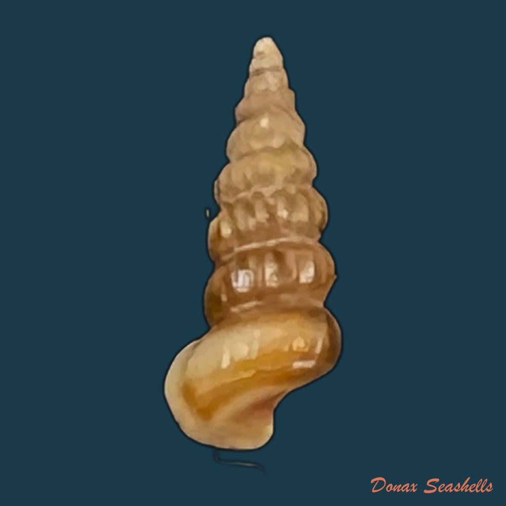cerithidea-valida-c-b-adams-1852-33-1mm-copia