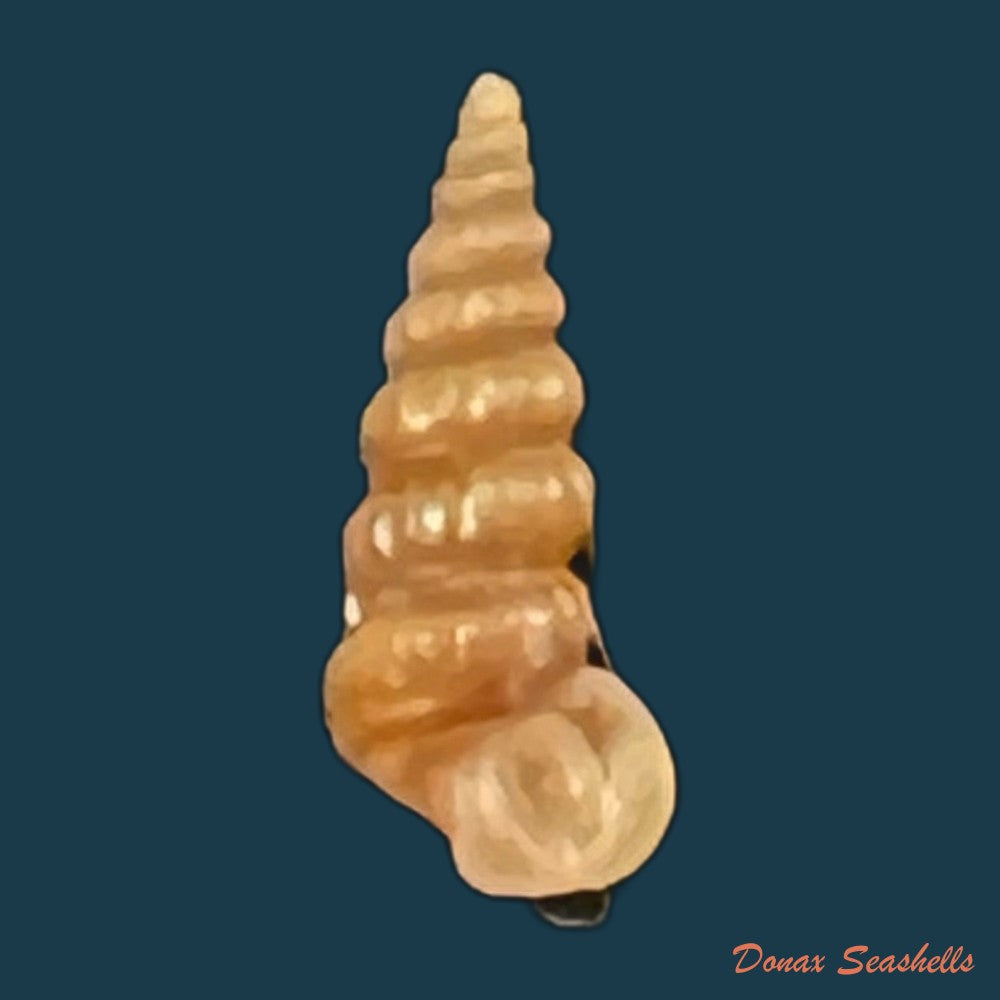 cerithidea-valida-c-b-adams-1852-33-1mm-copia