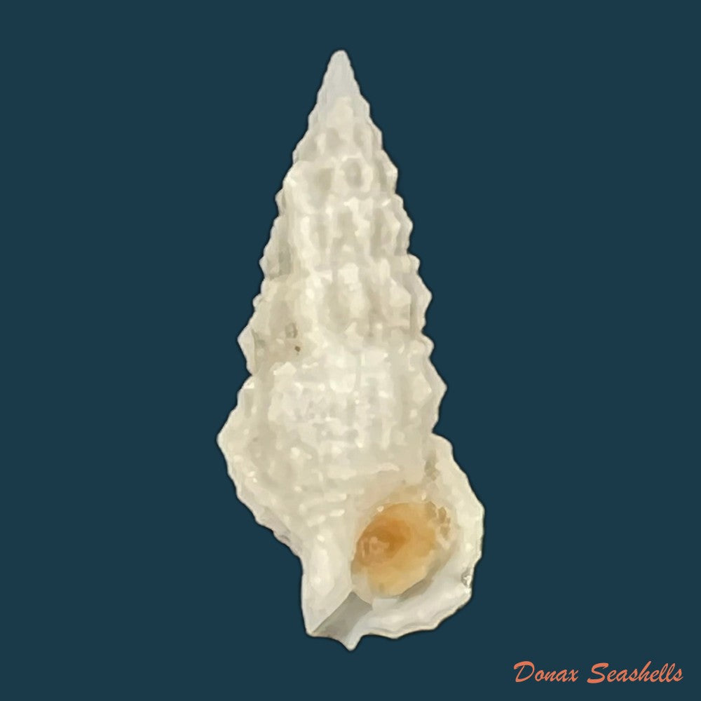 cerithium-algicola-c-b-adams-1845-24-6mm-copia