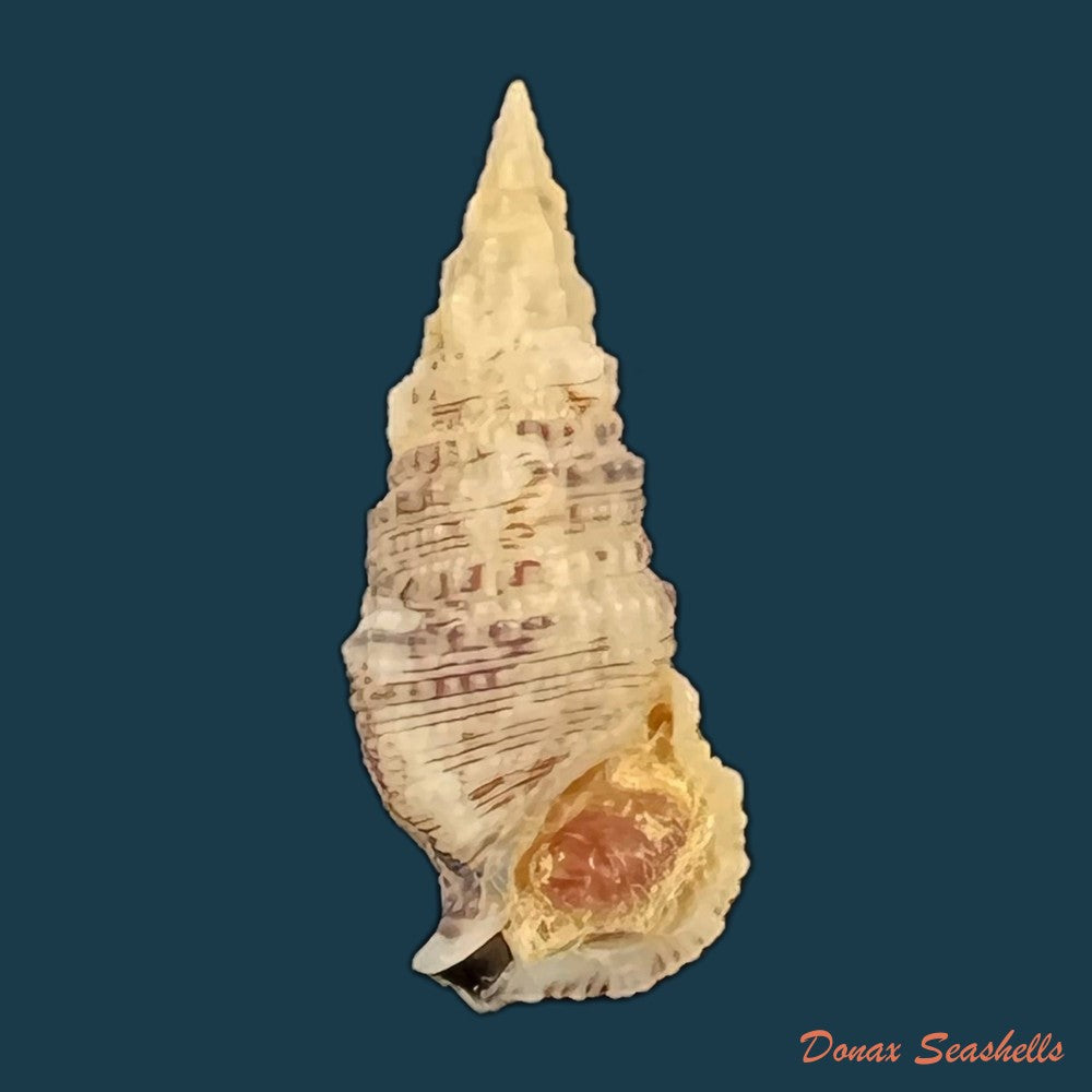 cerithium-atratum-born-1778-25-3mm-copia
