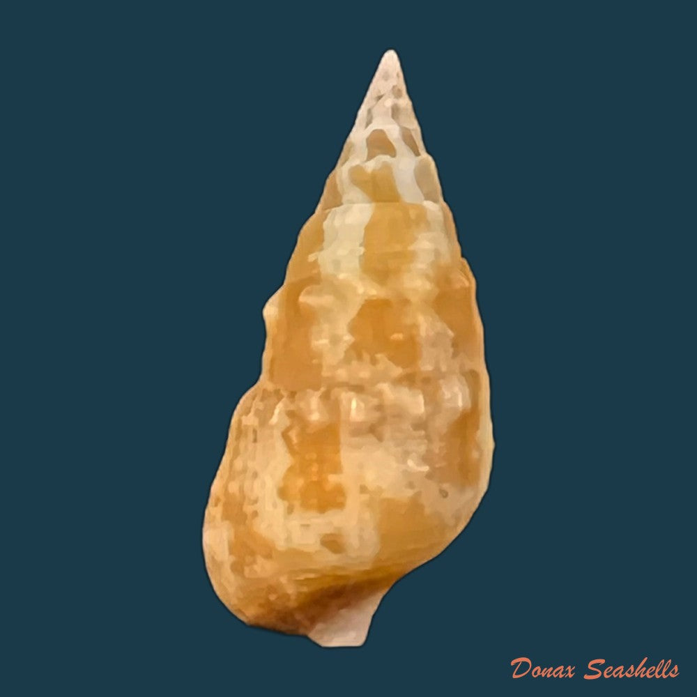 cerithium-bayeri-petuch-2001-18-1mm-copia