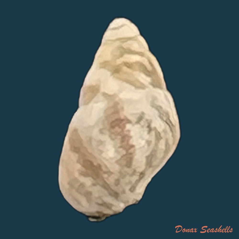 cerithium-biminiense-pilsbry-t-l-mcginty-1949-8-2mm-copia
