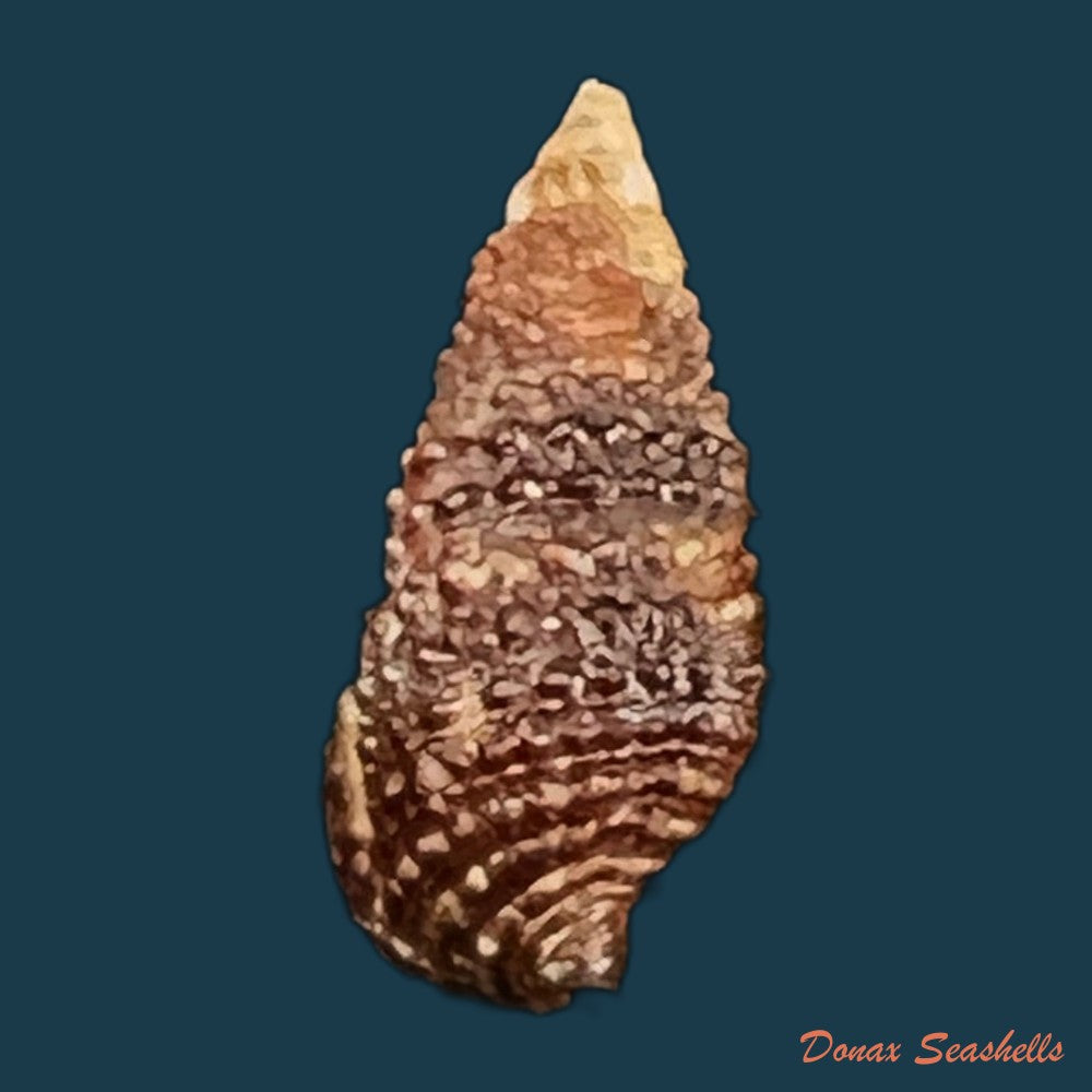 cerithium-lutosum-menke-1828-13-9mm-copia