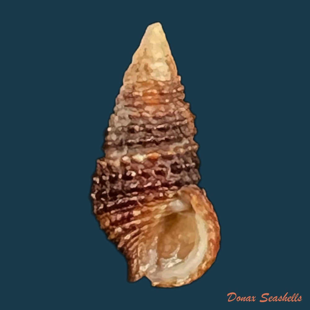 cerithium-lutosum-menke-1828-13-9mm-copia