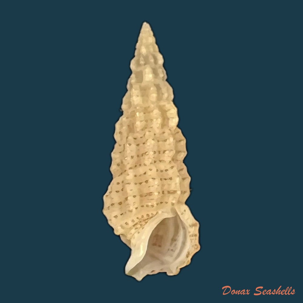 cerithium-muscarum-say-1822-20-1mm-copia